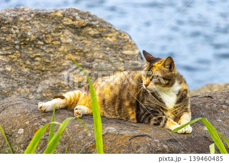 Cat lies relaxes on rock on the beach coast Brazil. Cat lies relaxes on rock on the beach coast Brazil. 139460485