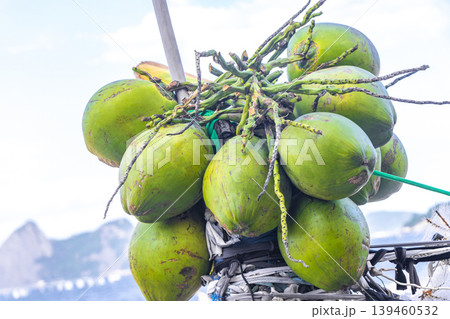 Tropical Palms Trees Palm Tree with Coconuts in Brazil. Tropical Palms Trees Palm Tree with Coconuts in Brazil. 139460532