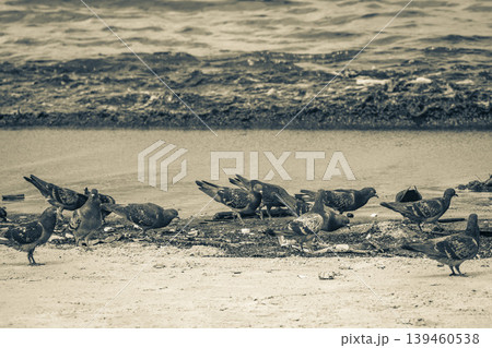 Pigeons birds eat from stranded washed up garbage pollution Brazil. Pigeons birds eat from stranded washed up garbage pollution Brazil. 139460538