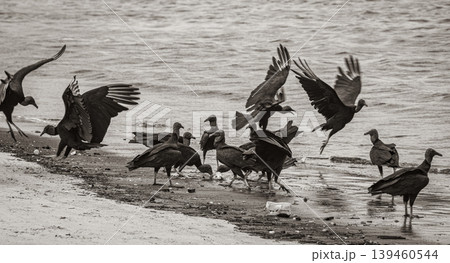 Tropical Black Vultures eat fish carcass Rio de Janeiro Brazil. 139460544