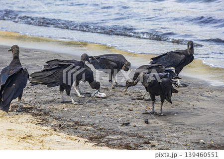 Tropical Black Vultures eat fish carcass Rio de Janeiro Brazil. Tropical Black Vultures eat fish carcass Rio de Janeiro Brazil. 139460551