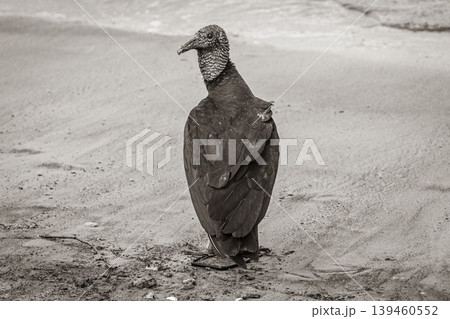 Tropical Black Vulture on Botafogo Beach Rio de Janeiro Brazil. Tropical Black Vulture on Botafogo Beach Rio de Janeiro Brazil. 139460552