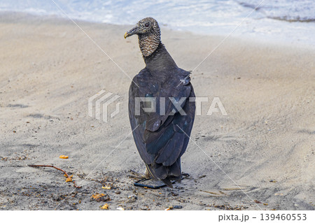 Tropical Black Vulture on Botafogo Beach Rio de Janeiro Brazil. 139460553