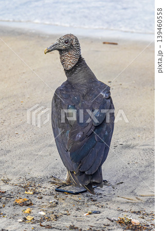Tropical Black Vulture on Botafogo Beach Rio de Janeiro Brazil. Tropical Black Vulture on Botafogo Beach Rio de Janeiro Brazil. 139460558