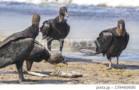 Tropical Black Vultures eat fish carcass Rio de Janeiro Brazil. 139460600