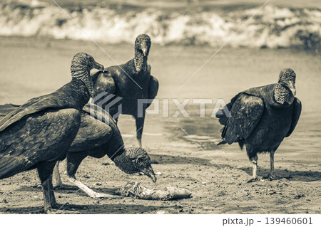Tropical Black Vultures eat fish carcass Rio de Janeiro Brazil. Tropical Black Vultures eat fish carcass Rio de Janeiro Brazil. 139460601