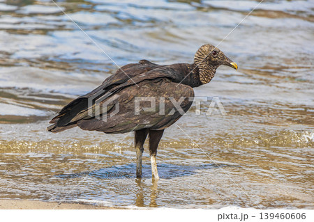 Tropical Black Vulture on Botafogo Beach Rio de Janeiro Brazil. Tropical Black Vulture on Botafogo Beach Rio de Janeiro Brazil. 139460606