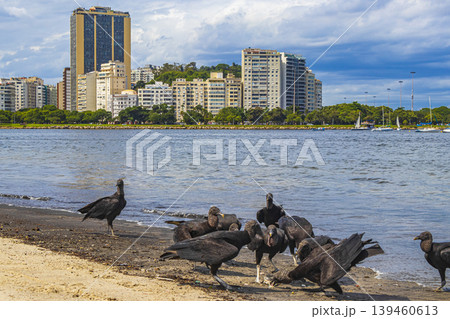 Tropical Black Vultures eat fish carcass Rio de Janeiro Brazil. 139460613