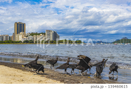 Tropical Black Vultures eat fish carcass Rio de Janeiro Brazil. Tropical Black Vultures eat fish carcass Rio de Janeiro Brazil. 139460615