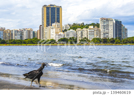 Tropical Black Vulture on Botafogo Beach Rio de Janeiro Brazil. 139460619