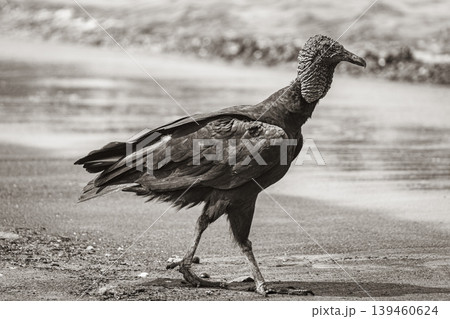 Tropical Black Vulture on Botafogo Beach Rio de Janeiro Brazil. 139460624