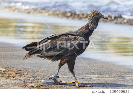 Tropical Black Vulture on Botafogo Beach Rio de Janeiro Brazil. Tropical Black Vulture on Botafogo Beach Rio de Janeiro Brazil. 139460625
