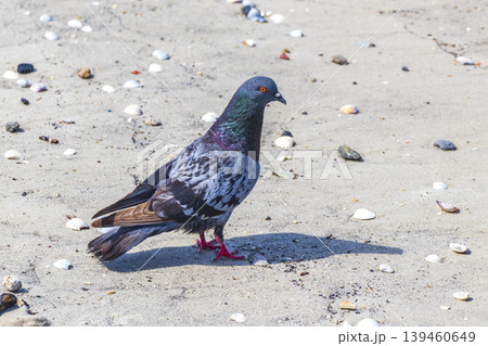 Portrait of a beautiful colorful pigeon bird Botafogo Beach Brazil. 139460649