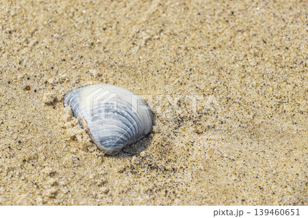 Mussels Shells on beach sand Botafogo Rio de Janeiro Brazil. Mussels Shells on beach sand Botafogo Rio de Janeiro Brazil. 139460651