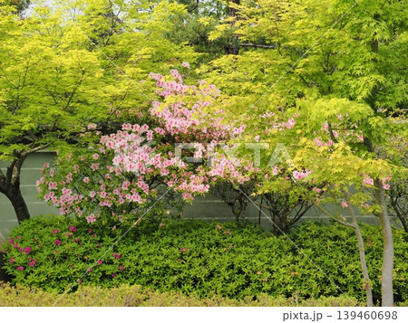 つつじ咲く妙満寺 つつじ咲く妙満寺 139460698