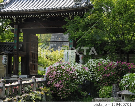 つつじ咲く妙満寺 つつじ咲く妙満寺 139460701