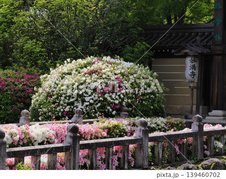 つつじ咲く妙満寺 つつじ咲く妙満寺 139460702