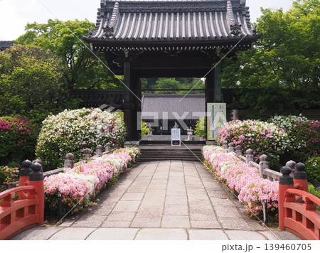 つつじ咲く妙満寺 139460705