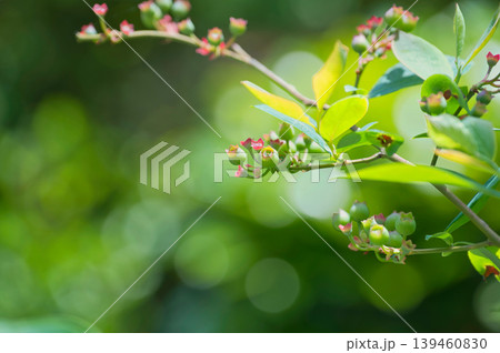 花が終わった後の、ブルーベリー 花が終わった後の、ブルーベリー 139460830