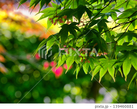 光に透けるモミジの花姿 139460881