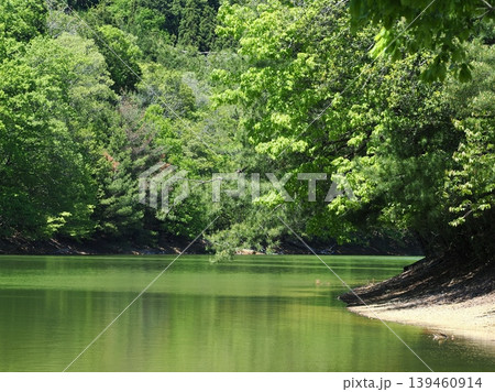 京都「沢の池」の新緑風景 139460914