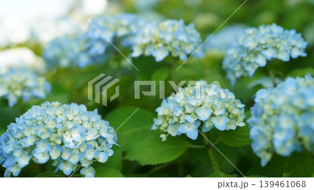 紫陽花 梅雨の花 紫陽花 梅雨の花 139461068