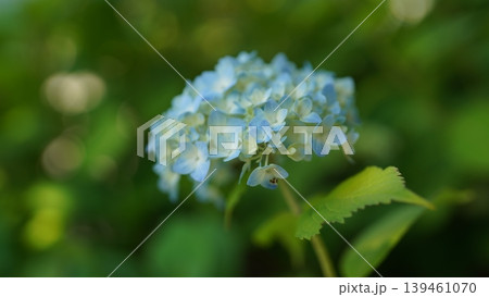 紫陽花 梅雨の花 紫陽花 梅雨の花 139461070
