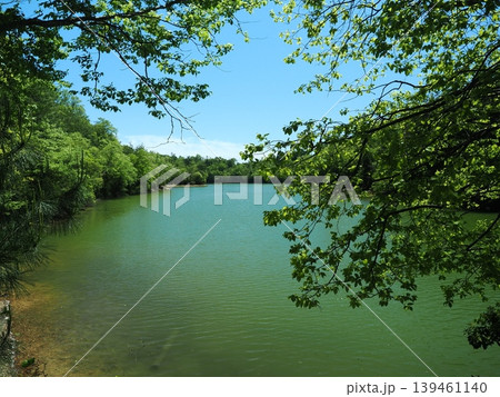 京都「沢の池」の新緑風景 京都「沢の池」の新緑風景 139461140