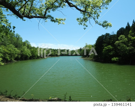 京都「沢の池」の新緑風景 京都「沢の池」の新緑風景 139461141