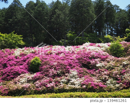 三室戸寺のつつじ風景 三室戸寺のつつじ風景 139461261