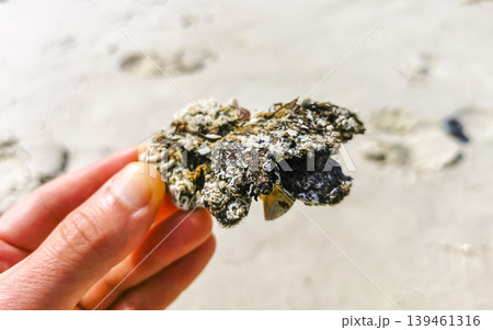 Coralin the hand on the beach sand blue water Brazil. Coralin the hand on the beach sand blue water Brazil. 139461316