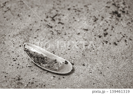 Mussels Shells on beach sand Botafogo Rio de Janeiro Brazil. Mussels Shells on beach sand Botafogo Rio de Janeiro Brazil. 139461319