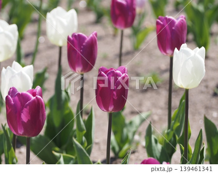 lost in a field of purple tulips.-紫のチューリップに包まれて- 139461341