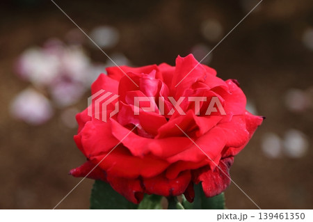 荒尾市　おもやい市民花壇　バラの花、 139461350
