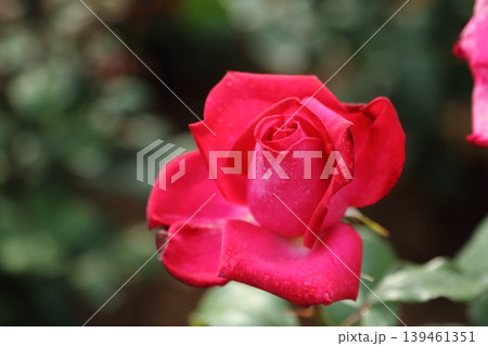 荒尾市 おもやい市民花壇 バラの花、 荒尾市 おもやい市民花壇 バラの花、 139461351