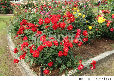 荒尾市 おもやい市民花壇 バラの花、 荒尾市 おもやい市民花壇 バラの花、 139461354