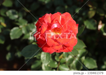 荒尾市 おもやい市民花壇 バラの花、 荒尾市 おもやい市民花壇 バラの花、 139461379