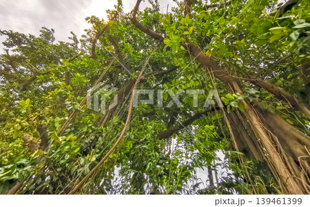 Ancient tropical ficus tree with aerial roots in lush jungle. Ancient tropical ficus tree with aerial roots in lush jungle. 139461399