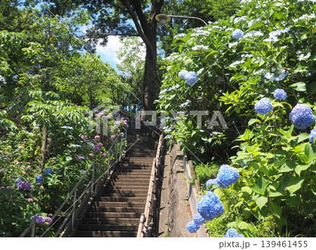 紫陽花咲く多摩川台公園の階段道 紫陽花咲く多摩川台公園の階段道 139461455