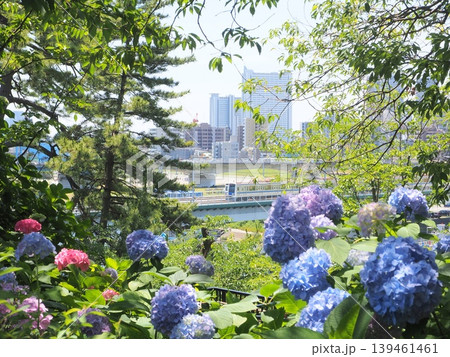 紫陽花咲く多摩川台公園から望む武蔵小杉のタワーマンション 紫陽花咲く多摩川台公園から望む武蔵小杉のタワーマンション 139461461