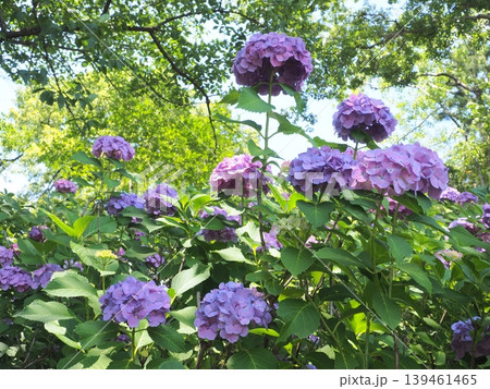 見上げる紫色の紫陽花の群生 見上げる紫色の紫陽花の群生 139461465