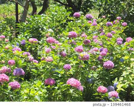 ピンクと紫が咲き誇る紫陽花の群生 ピンクと紫が咲き誇る紫陽花の群生 139461468