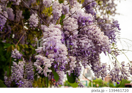 Blooming wisteria hanging in Skopje, North Macedonia during spring season Blooming wisteria hanging in Skopje, North Macedonia during spring season 139461720