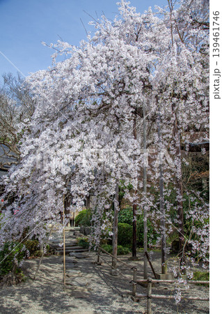 平泉寺の枝垂れ桜 平泉寺の枝垂れ桜 139461746