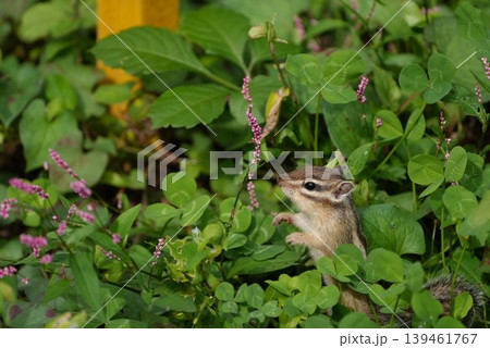 野草の花に囲まれたシマリス 139461767