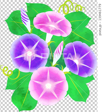 水彩風朝顔のイラスト・ピンクと紫 139461779