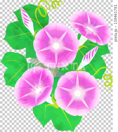 水彩風格牽牛花插圖 - 粉紅色 水彩風格牽牛花插圖 - 粉紅色 139461781
