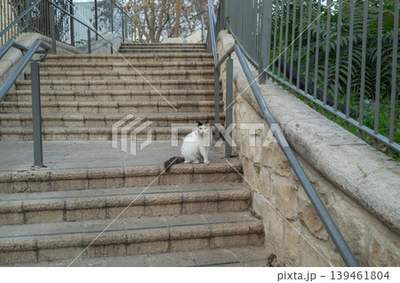 【エルサレム】市街地の閑散とした石造りの階段に佇む野良猫 【エルサレム】市街地の閑散とした石造りの階段に佇む野良猫 139461804