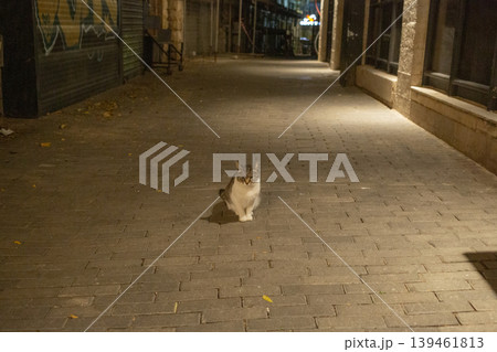 【エルサレム】夜の石畳の通りに佇む一匹の野良猫 139461813