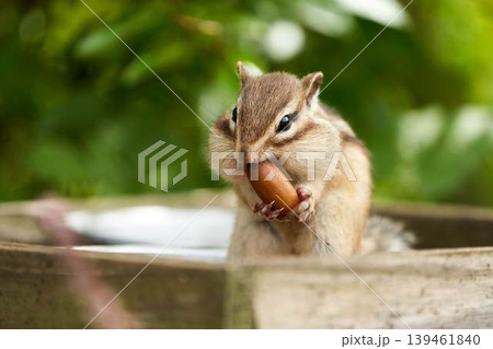 大きなどんぐりをかじるシマリス 大きなどんぐりをかじるシマリス 139461840